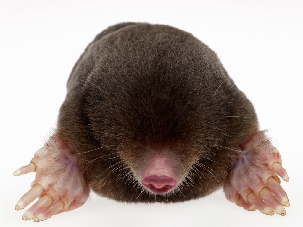 Expert Mole removal service | ACT Wildlife