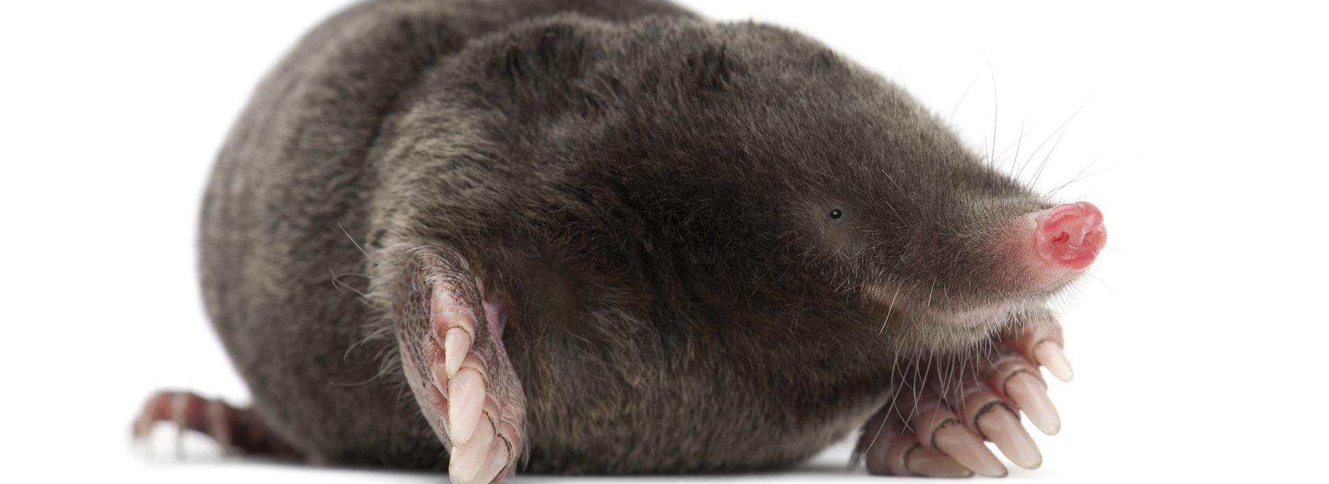 do moles hibernate uk